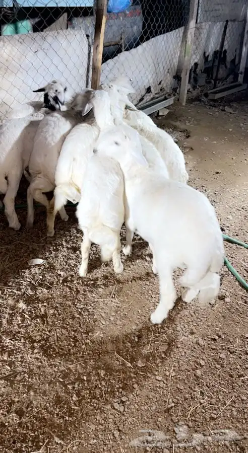 ذبايح خرفان رخال مع خدمه السلخ والتوصيل 3