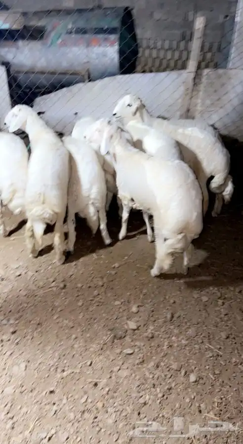 ذبايح خرفان رخال مع خدمه السلخ والتوصيل 4