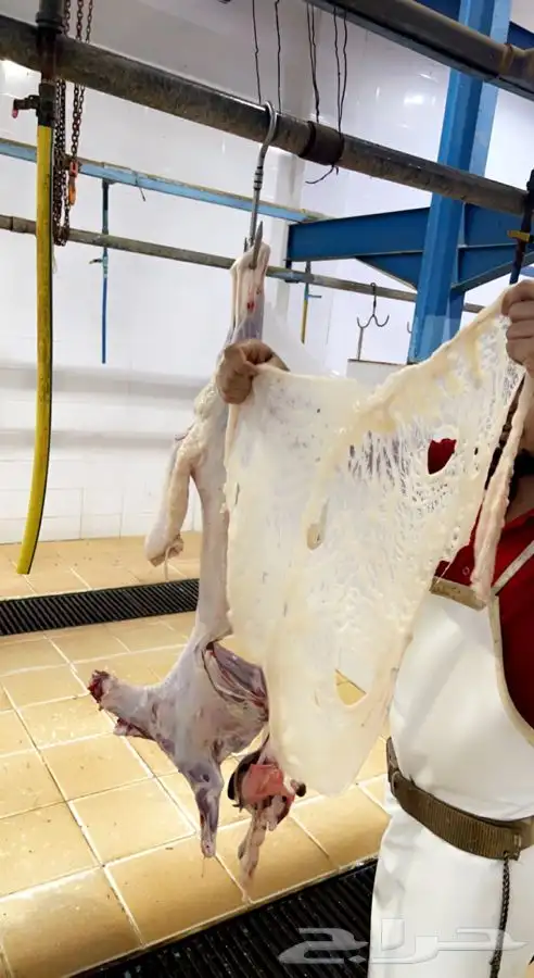 ذبايح خرفان رخال مع خدمه السلخ والتوصيل 1