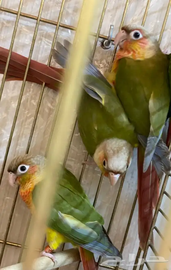 كنيور اناناس رد فاكتور 5