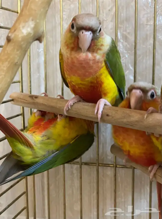 كنيور اناناس رد فاكتور 3