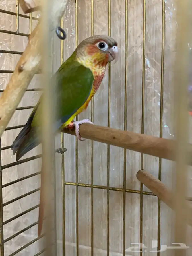 كنيور اناناس رد فاكتور 4