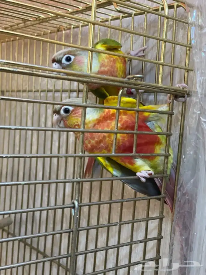 كنيور اناناس رد فاكتور 2