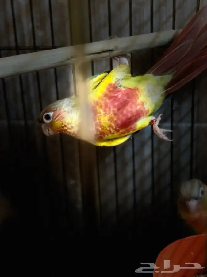 كنيور اناناس رد فاكتور 0