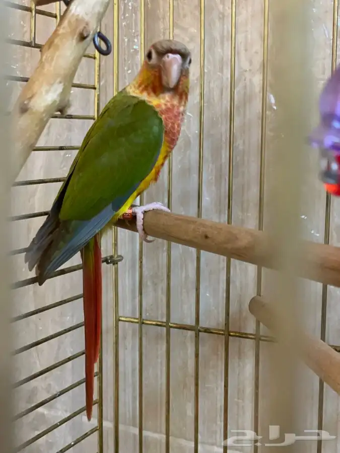 كنيور اناناس رد فاكتور 1