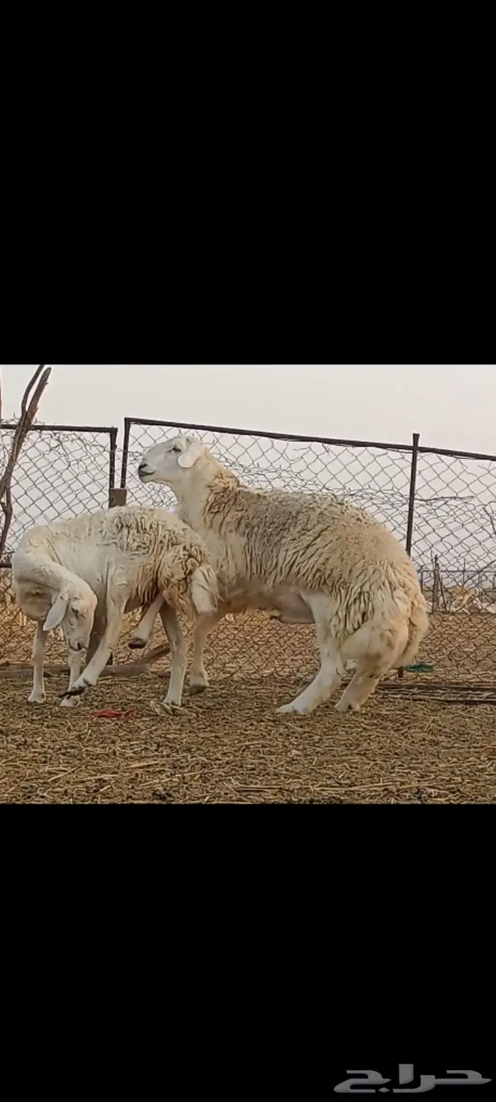 فحل مشروط فاخر تم البيع 4