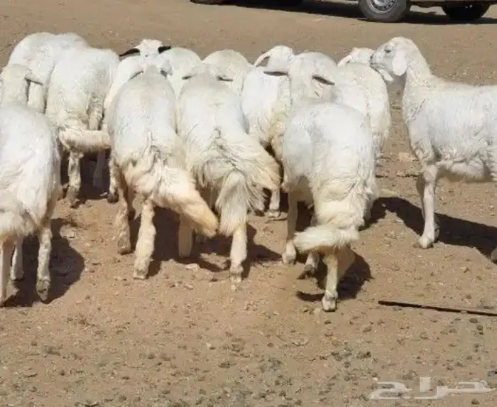 ذبايح خرفان رخال مع خدمه السلخ والتوصيل 2