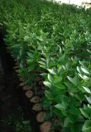 شتلات برتقال ابو صره 3