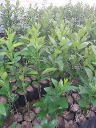 شتلات اليوسف المصري 2