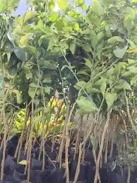 شتلات برتقال ابو صره 2