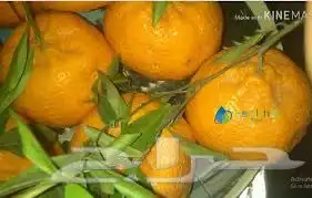 شتلات اليوسف المصري 1