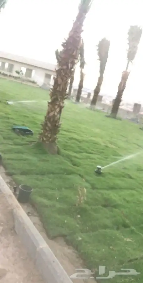 نجيله عشب طبيعي صافي C2000 مضمونه 25