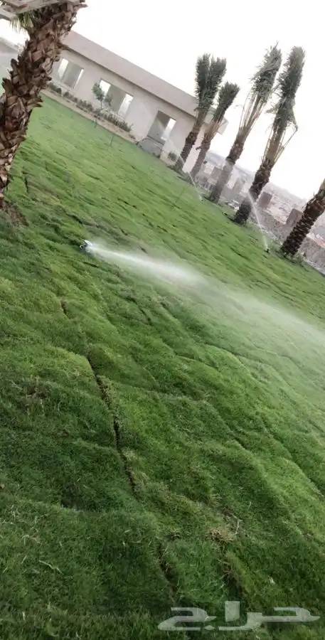 نجيله عشب طبيعي صافي C2000 مضمونه 27