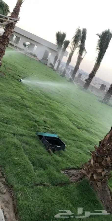 نجيله عشب طبيعي صافي C2000 مضمونه 26