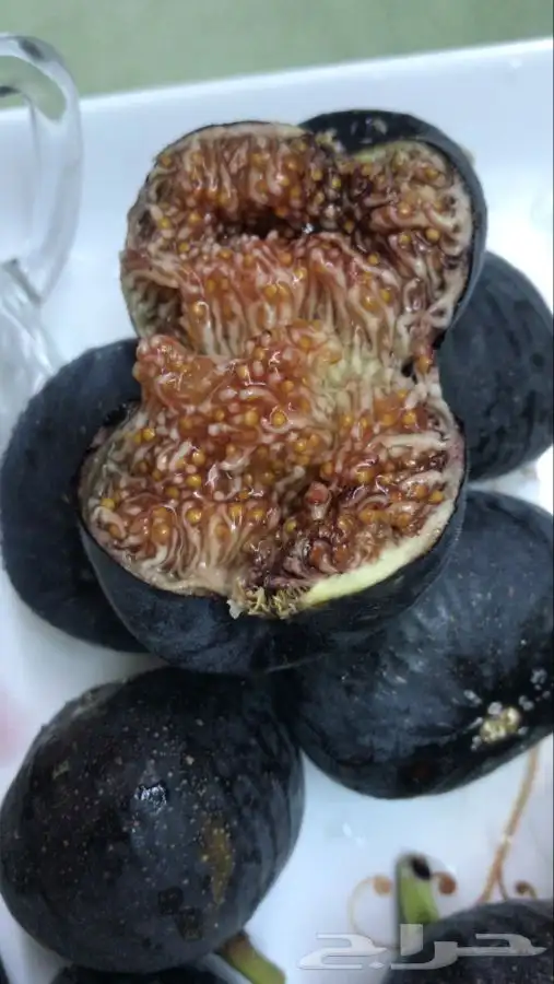 شتلات ظيمران وشتلات منتجه 7