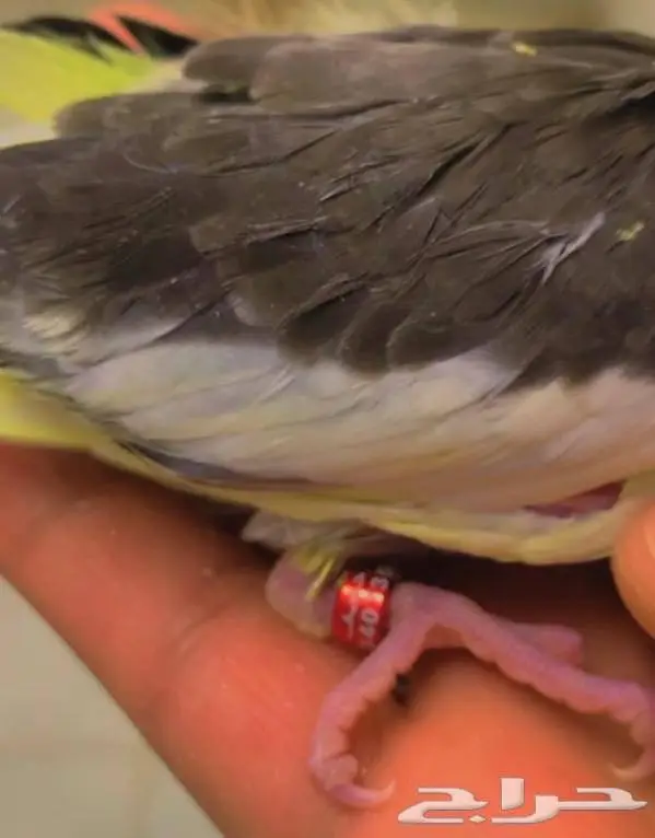 تم البيع فروخ كروان محجلات القريات 3