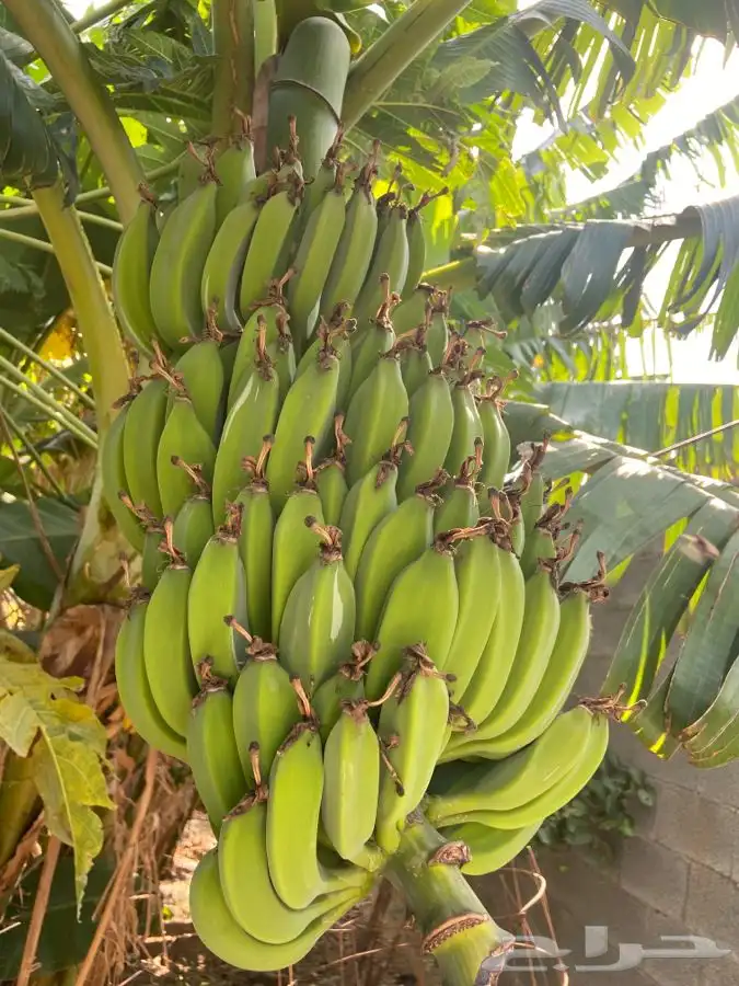 شتلات ظيمران وشتلات منتجه 2