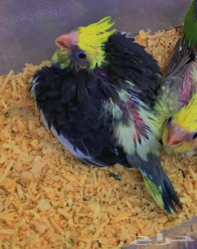 تم البيع فروخ كروان محجلات القريات 1