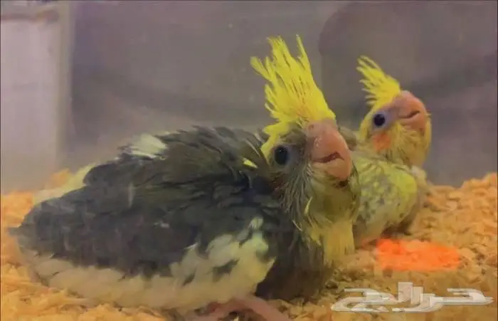 تم البيع فروخ كروان محجلات القريات 5