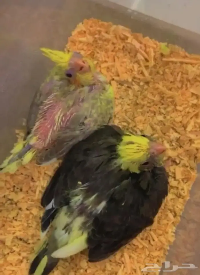 تم البيع فروخ كروان محجلات القريات 2