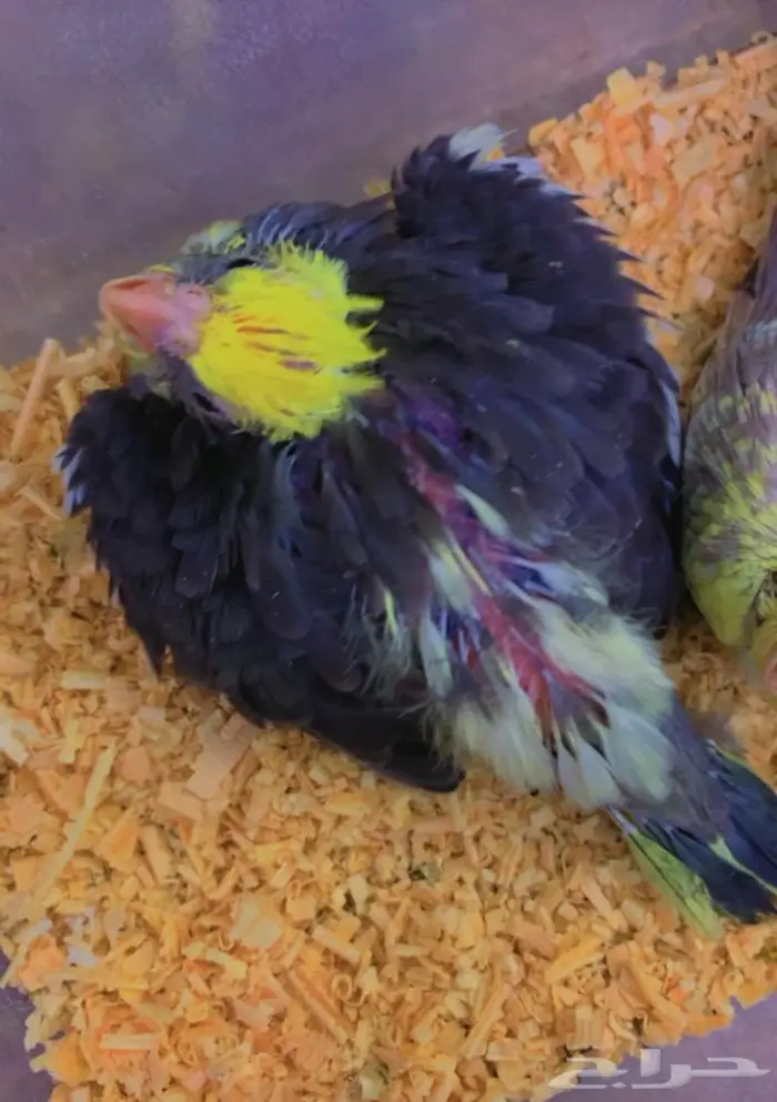 تم البيع فروخ كروان محجلات القريات 4