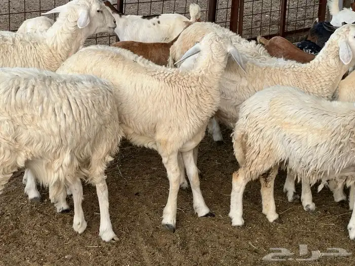 ذبيحتك لباب بيتك تيوس وطليان حرية وسواكنية تربية 38