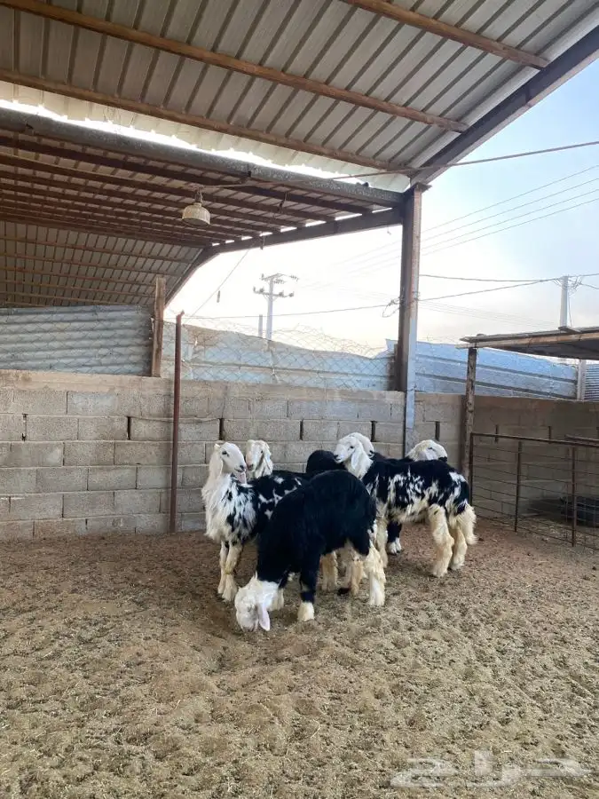 خرفان نجد 2