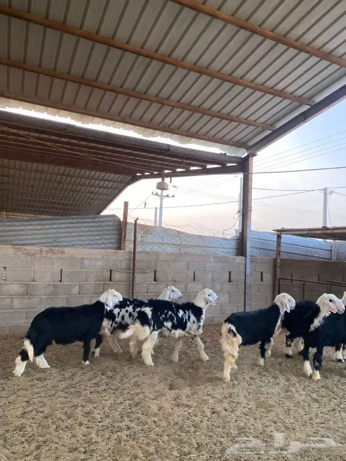 خرفان نجد 10