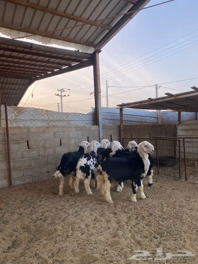 خرفان نجد 9