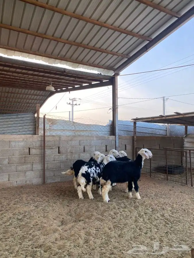 خرفان نجد 5