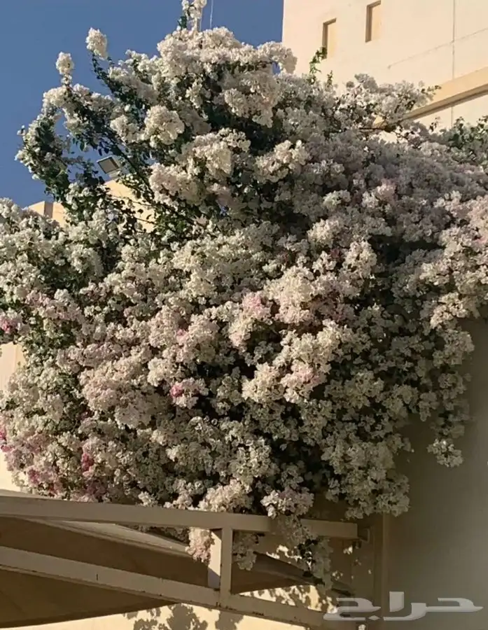 مشتل واحة الصحراء 16