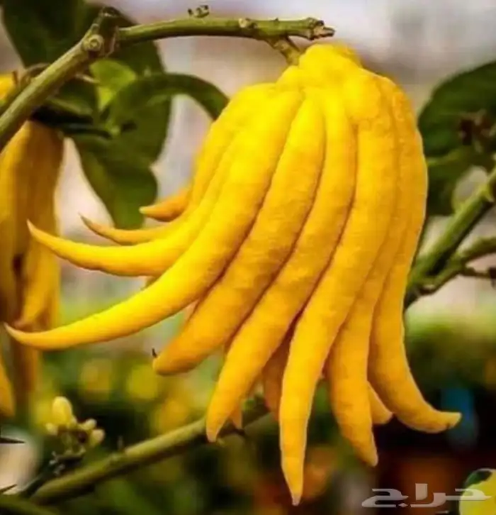 مشتل واحة الصحراء 6