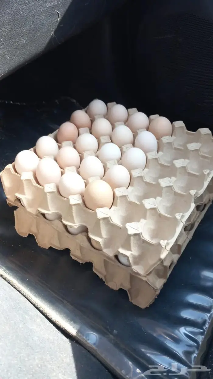 للبيع بيض مخصب براهما كولومبي كونك 2
