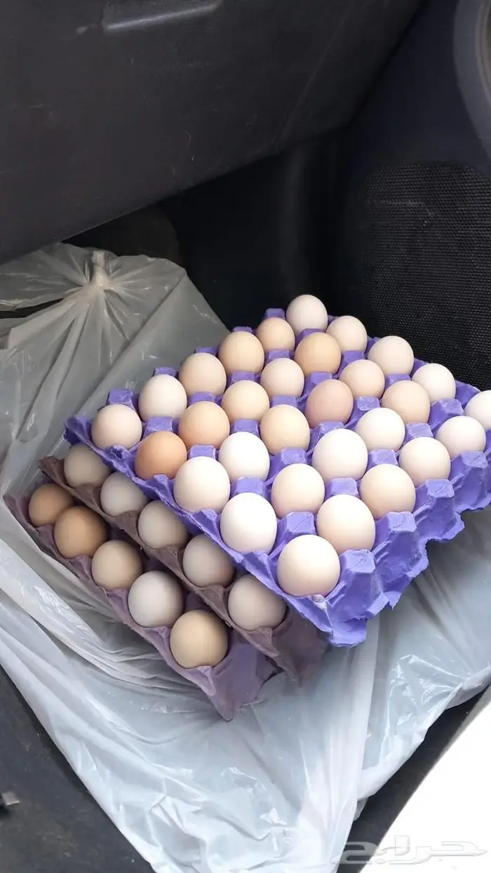 للبيع بيض مخصب براهما كولومبي كونك 3