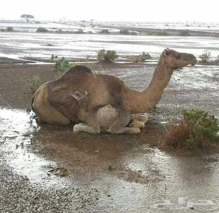 اسبير فورد 14