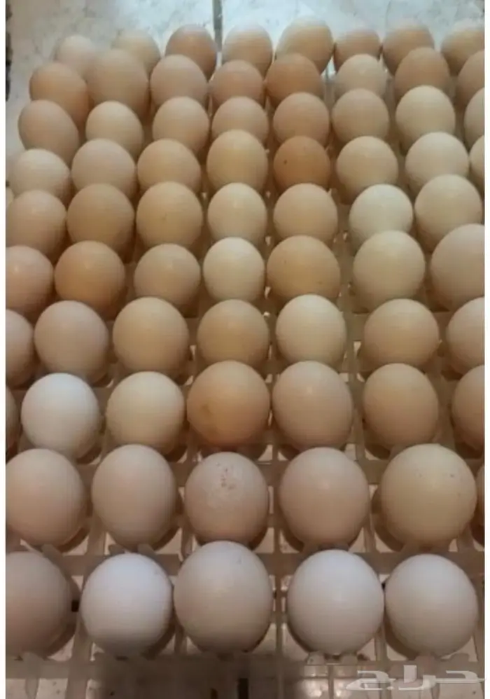 للبيع بيض مخصب براهما كولومبي كونك 1