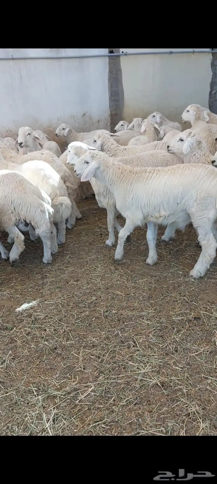 ذبايح غنم حري سواكني ذبح ثلاجة وطبخ مع التوصي 2