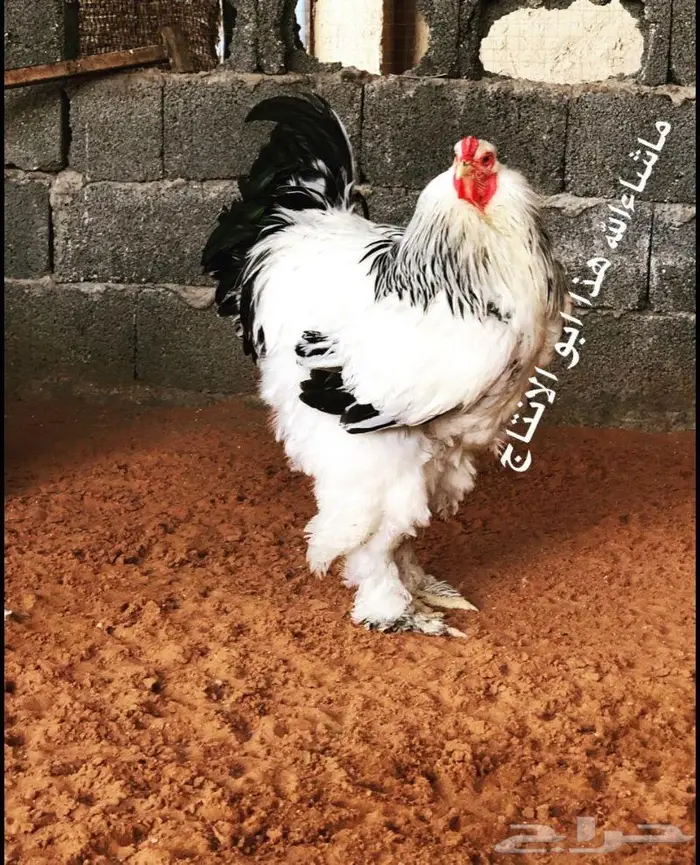 للبيع بيض مخصب براهما كولومبي كونك 15