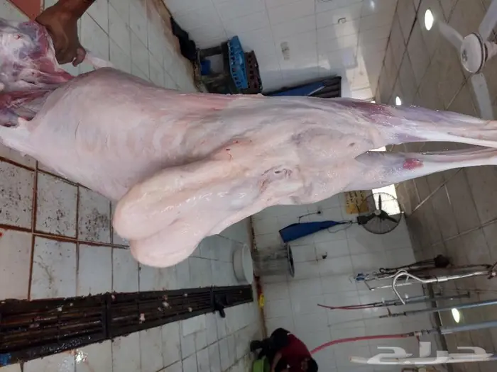 ذبايح غنم حري سواكني ذبح ثلاجة وطبخ مع التوصي 1
