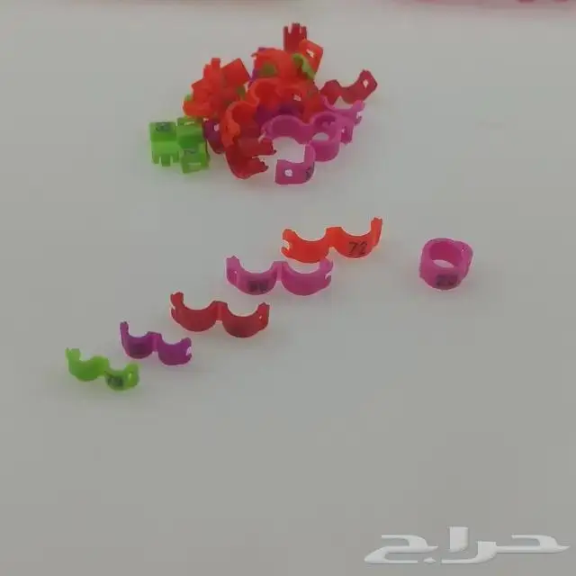 حجول خواتم طيور البادجي الكناري الزيبرا 0