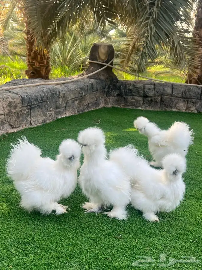 فروخ قطني (سلكي) TOP 4