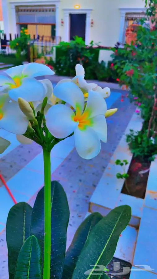 شاليه و استراحة أحلى الليالي عروض خاصة.. 0