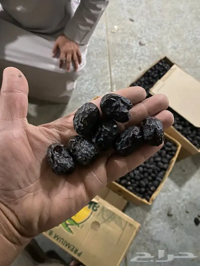 عجووة عالية المدينه 32