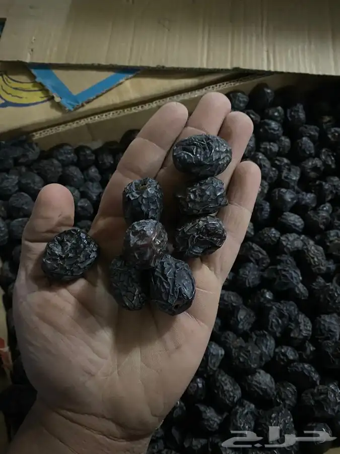 عجووة عالية المدينه 31