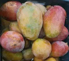 شتلات مانجو نعموي 3