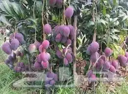 شتلات مانجو نعموي 1