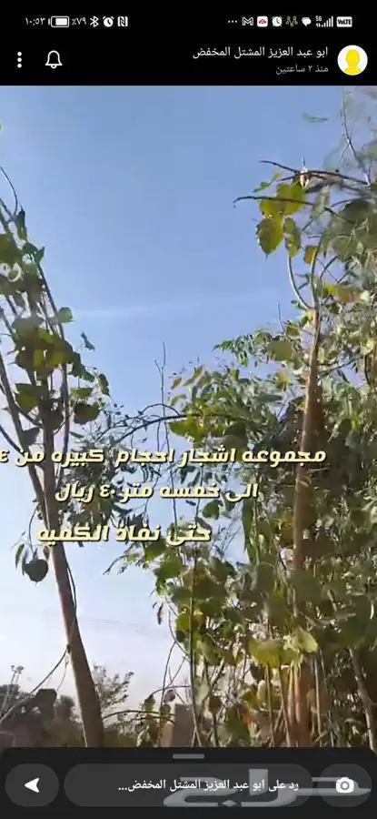 شتلات واشجار زينه ومثمر وداخليه باسعار طيبه 2