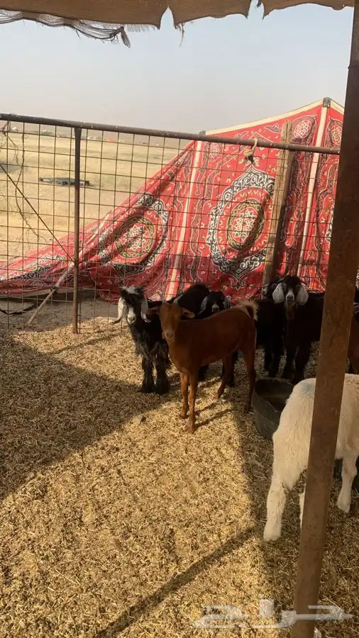 ذبيحتك لباب بيتك راجع التقييم 1