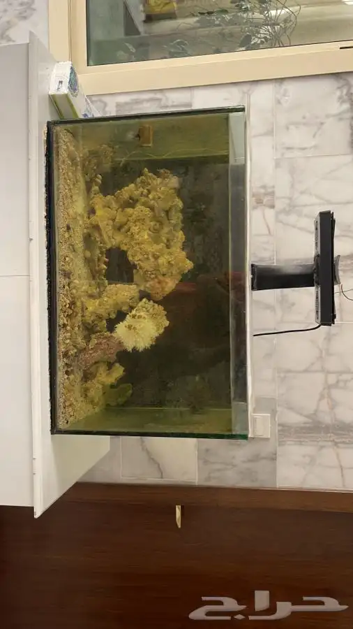 حوض سمك كبير 4