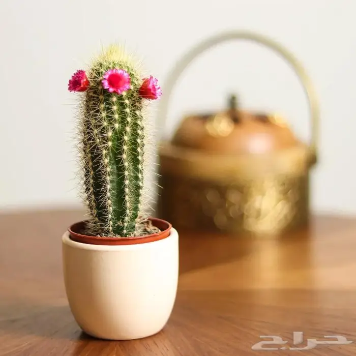 تصوير منتجات وتصوير فوتوغرافي احترافي 58